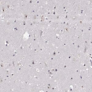 Merck Anti-NHP2 antibody produced in rabbit