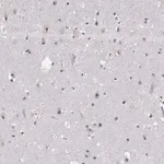 Merck Anti-NHP2 antibody produced in rabbit