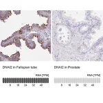 Merck Anti-DNAI2 antibody produced in rabbit