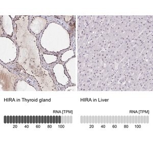 Merck Anti-HIRA antibody produced in rabbit