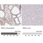 Merck Anti-HIRA antibody produced in rabbit