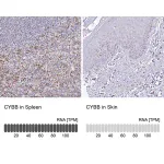 Merck Anti-CYBB antibody produced in rabbit