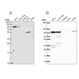 Merck Anti-ZW10 antibody produced in rabbit
