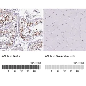 Merck Anti-ANLN antibody produced in rabbit