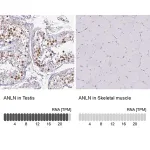 Merck Anti-ANLN antibody produced in rabbit