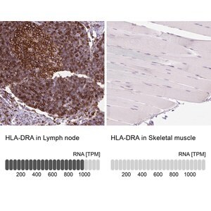 Merck Anti-HLA-DRA antibody produced in rabbit
