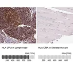 Merck Anti-HLA-DRA antibody produced in rabbit