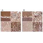 Merck Anti-MT-CO2 antibody produced in rabbit