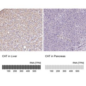Merck Anti-CAT antibody produced in rabbit