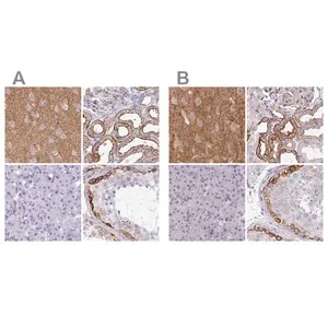 Merck Anti-DBN1 antibody produced in rabbit