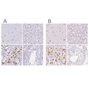 Merck Anti-KCNE2 antibody produced in rabbit