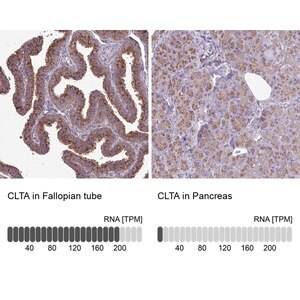 Merck Anti-CLTA antibody produced in rabbit