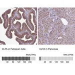 Merck Anti-CLTA antibody produced in rabbit