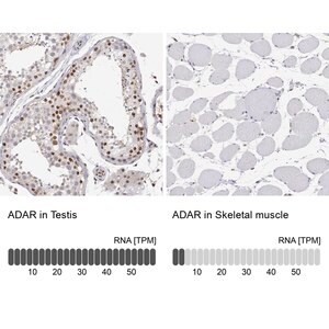 Merck Anti-ADAR antibody produced in rabbit
