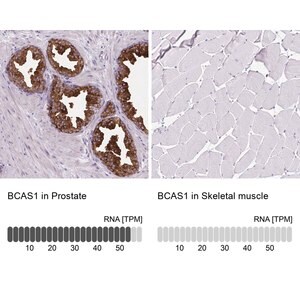 Merck Anti-BCAS1 antibody produced in rabbit
