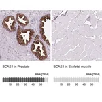 Merck Anti-BCAS1 antibody produced in rabbit