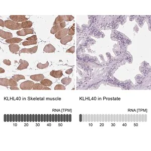 Merck Anti-KLHL40 antibody produced in rabbit