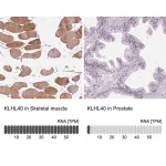 Merck Anti-KLHL40 antibody produced in rabbit