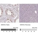 Merck Anti-SGF29 antibody produced in rabbit