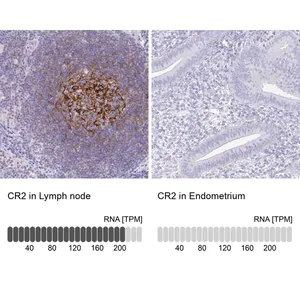 Merck Anti-CR2 antibody produced in rabbit
