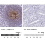 Merck Anti-CR2 antibody produced in rabbit