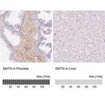 Merck Anti-SMTN antibody produced in rabbit