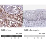Merck Anti-GLDC antibody produced in rabbit