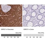 Merck Anti-ERP27 antibody produced in rabbit