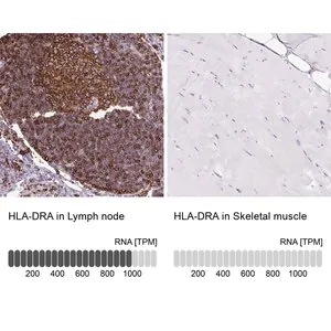 Merck Anti-HLA-DRA antibody produced in rabbit