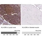 Merck Anti-HLA-DRA antibody produced in rabbit