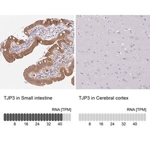 Merck Anti-TJP3 antibody produced in rabbit