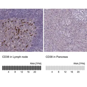 Merck Anti-CD38 antibody produced in rabbit