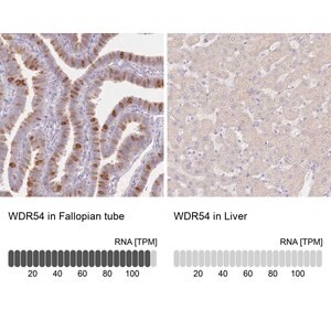 Merck Anti-WDR54 antibody produced in rabbit