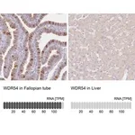 Merck Anti-WDR54 antibody produced in rabbit