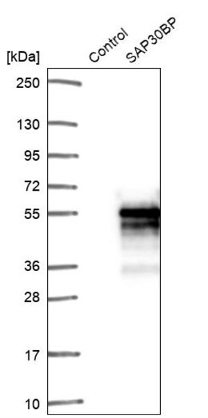 Merck Anti-SAP30BP antibody produced in rabbit