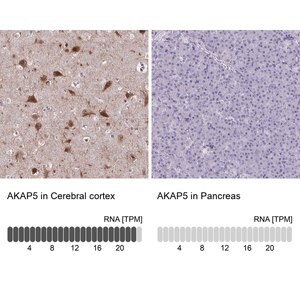 Merck Anti-AKAP5 antibody produced in rabbit