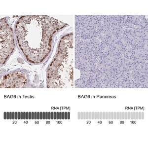 Merck Anti-BAG6 antibody produced in rabbit