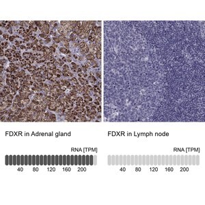 Merck Anti-FDXR antibody produced in rabbit