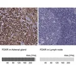 Merck Anti-FDXR antibody produced in rabbit