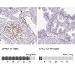 Merck Anti-SPAG1 antibody produced in rabbit