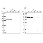 Merck Anti-DYNC1I2 antibody produced in rabbit