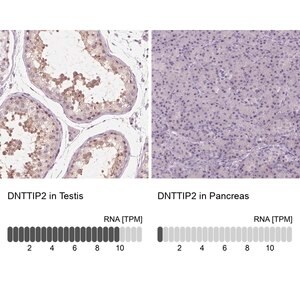 Merck Anti-DNTTIP2 antibody produced in rabbit