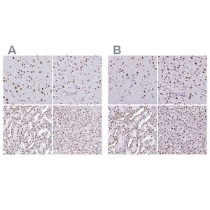 Merck Anti-NONO antibody produced in rabbit