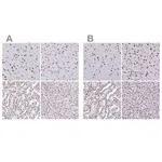 Merck Anti-NONO antibody produced in rabbit