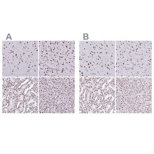 Merck Anti-NONO antibody produced in rabbit