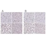 Merck Anti-NONO antibody produced in rabbit