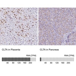 Merck Anti-CLTA antibody produced in rabbit