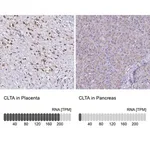 Merck Anti-CLTA antibody produced in rabbit