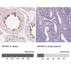 Merck Anti-KPNA5 antibody produced in rabbit