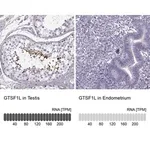 Merck Anti-GTSF1L antibody produced in rabbit